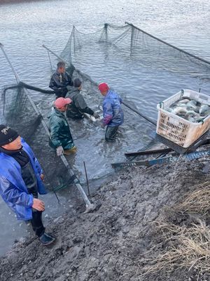 物流受阻、飼料告急、銷路不暢——多地畜牧漁業遭遇疫情沖擊波